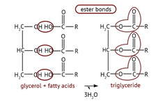 <p>The bonds commonly found within lipids, formed between the hydroxyl group of one molecule (e.g., glycerol) and the carboxyl group of another molecule (e.g., fatty acid)</p>