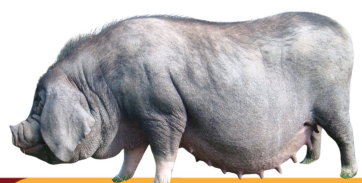 <ul><li><p>Chinese black pig</p></li><li><p>China</p></li><li><p>highly productive, controllable, excellent feed efficiency</p></li><li><p>high fat content and slower growth rate</p></li></ul><p></p>