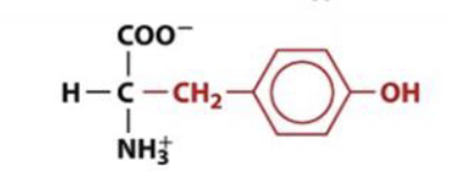 <p>Tyr, Y, aromatic</p>