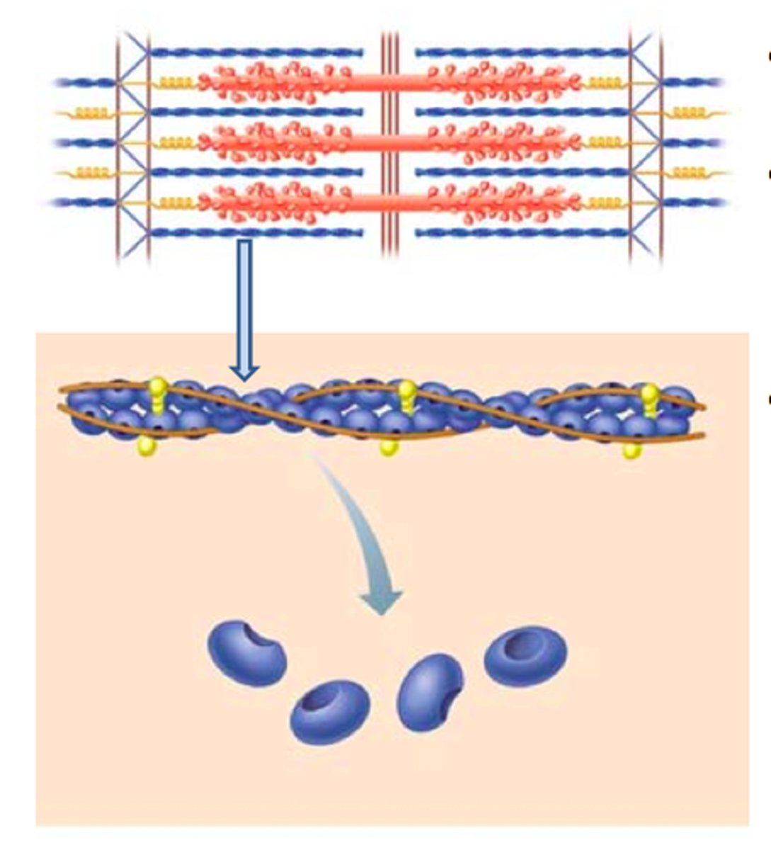 <p>Attached to each Z disc and extending toward the center of the sarcomere are many fine myofilaments. The thin filaments are composed primarily of the contractile protein actin and two regulatory proteins, troponin and tropomyosin.</p>