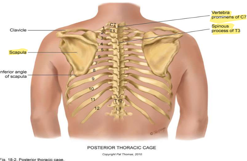 <ul><li><p>Scapula</p></li><li><p>C7 Vertebra prominens </p></li><li><p>T3 spinous process</p></li></ul><p></p>