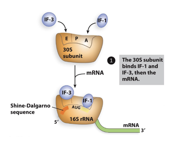 <p>Translation Initiation in Bacteria: step 1</p>