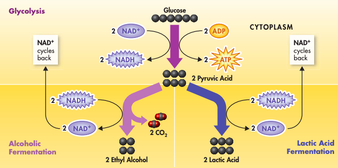 <ol><li><p>Two-step process converting <strong>pyruvate</strong> into <strong>ethanol</strong></p></li><li><p><strong>Pyruvate</strong> is converted directly to <strong>lactate</strong> </p></li></ol><p></p><p>*NADH is re-oxidized into NAD<sup>+</sup>, losing its reducing power (losing its hydrogen)</p><p>*note that pyruvate is a product of glycolysis and is used in fermentatin (which creates one of the reactants for glycolysis</p><p></p>