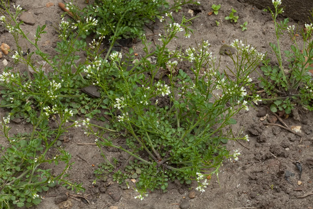 <p>Cardamine hirsuta</p>