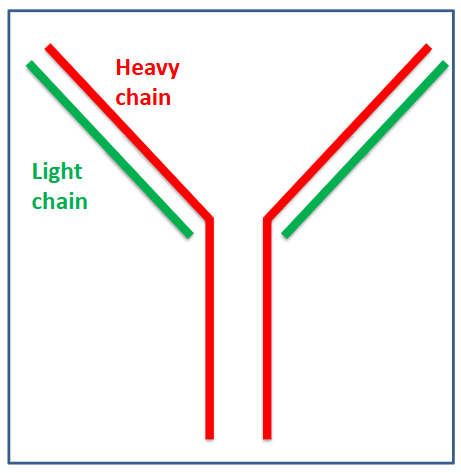 <p>- Immunoglobulins are proteins normally made by plasma cells</p><p>- Single type produced by one clone of plasma cells</p><p>- Same Ig produced by all myeloma cells (monoclonal) = "paraprotein" or "M protein"</p><p>- Intact Ig (heavy and light) chains or light chain only</p><p>- Can be measured at diagnosis in blood (and urine)</p><p>- Level can be tracked for disease response and relapse</p><p>.</p><p>- the protein (paraprotein) deposits on the kidney cells, the glomerula and the deposition</p>