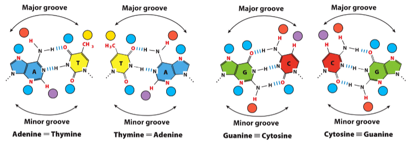 <p><span style="background-color: transparent;">Hydrogen bond acceptors (</span><span data-name="blue_circle" data-type="emoji">🔵</span><span style="background-color: transparent;">) and donors (</span><span data-name="red_circle" data-type="emoji">🔴</span><span style="background-color: transparent;">) are available in</span></p><p><span style="background-color: transparent;">• the major groove (AT, TA, GC, CG can be discriminated)</span></p><p><span style="background-color: transparent;">• the minor groove (</span>AT/TA vs. GC/CG can be discriminated</p>