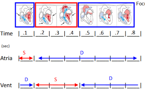 <ul><li><p>average resting HR = 75 bpm </p></li><li><p>therefore 0.8 sec/beat = 1 cardiac cycle (60 sec/min divide 75 beats/min)</p></li><li><p>in 0.8 sec (start with atrial contraction at time 0)</p><ul><li><p>atrial in systole for 0.1 sec, then diastole for 0.7 sec</p></li><li><p>ventricles enter systole after atria (0.1 sec delay at AV node) therefore the ventricles begin systole as atria begin diastole → in systole for 0.3 sec, then diastole for 0.5 sec</p></li></ul></li></ul><p></p>
