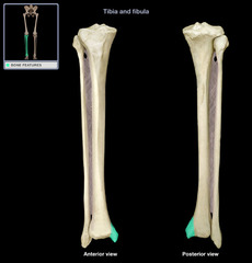 <p>Easily palpated on medial side of ankle</p>