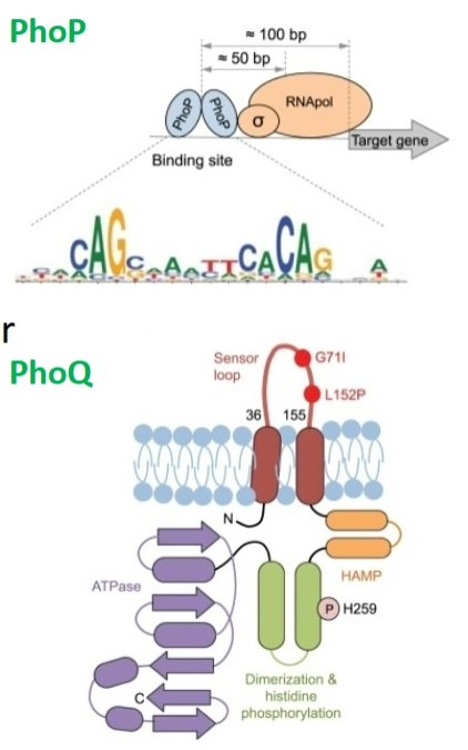 <ul><li><p><strong>De werking:</strong> <strong>PhoQ</strong> is de sensor in het membraan. Hij voelt een <strong>lage pH</strong> of een <strong>lage concentratie magnesium</strong>. Dit zijn de exacte kenmerken van een fagosoom/lysosoom. Zodra PhoQ dit voelt, fosforyleert hij zichzelf en activeert hij de response regulator <strong>PhoP</strong> via de bekende domino-cascade.</p></li><li><p><strong>De kracht van activatie:</strong> Gekloonde PhoP bindt aan het DNA vlak voor de doelwitgenen (<em>target genes</em>). De <strong>afstand</strong> tussen de PhoP-bindingssite en de start van het gen (de promotor) bepaalt hoe sterk het gen geactiveerd wordt.</p></li></ul><p></p><p><span><strong>→ Mutaties bepalen virulentie:</strong></span> Niet elke Mycobacterie is even gevaarlijk. Sommige stammen hebben mutaties:</p><ul><li><p><span><em>In de promotor van phoP:</em></span> Er wordt minder PhoP geproduceerd (<span><strong>less PhoP produced</strong></span>).</p></li><li><p><span><em>In de ORF (de code) van phoP/phoQ:</em></span> Het DNA-bindingsdomein of het fosforyleringsdomein raakt beschadigd. Dit leidt tot <span><strong>less activation</strong></span> van de virulentiegenen.</p></li></ul><p></p>