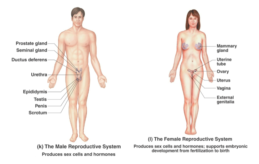 <p><strong>Female:</strong> ovaries, uterine tubes, uterus, vagina, mammary glands.</p><p><strong>Male:</strong> testes, epididymis, vas deferens, seminal vesicles, prostate gland, penis</p>