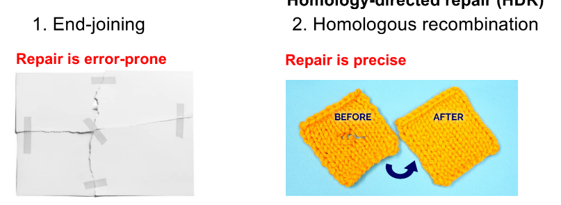 <p><u>end-joining </u></p><ul><li><p><strong>broken ends are joined together</strong></p></li></ul><p>^^ during EJ, nucleotides might be added or removed around the break → changing the DNA sequence</p><p>__</p><p><u>homologous recombination</u></p><ul><li><p><strong>new DNA is made to repair the break</strong></p></li></ul><p>^^ a similar/homologous sequence acts as the template sequence for repairing the break</p>