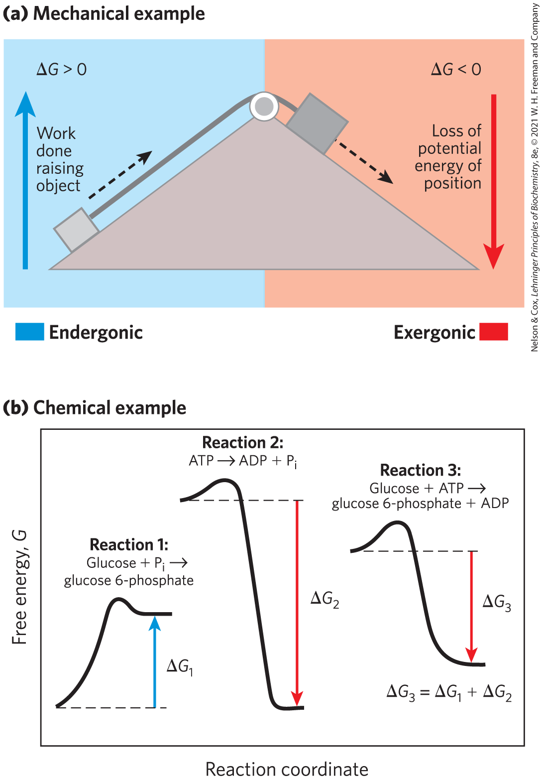 <p><span>require an input of energy, and their ΔG values are positive. This coupling of an exergonic reaction to an endergonic reaction is illustrated in Figure 1-26b.</span></p><p></p><p><span> As in mechanical processes, only part of the energy released in exergonic chemical reactions can be used to accomplish work. In living systems, some energy is dissipated as heat or is lost to increasing entropy.</span></p>