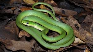<p>rough green snake</p>