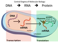 <p>DNA is transcribed into mRNA, which is then translated into proteins.</p>