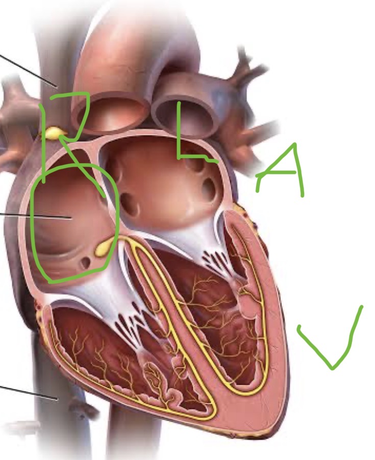 <p><span><span>the heart chamber that receives deoxygenated blood from the superior and inferior vena cavae and the coronary sinus, then passes it to the right ventricle through the tricuspid valve.</span></span></p>