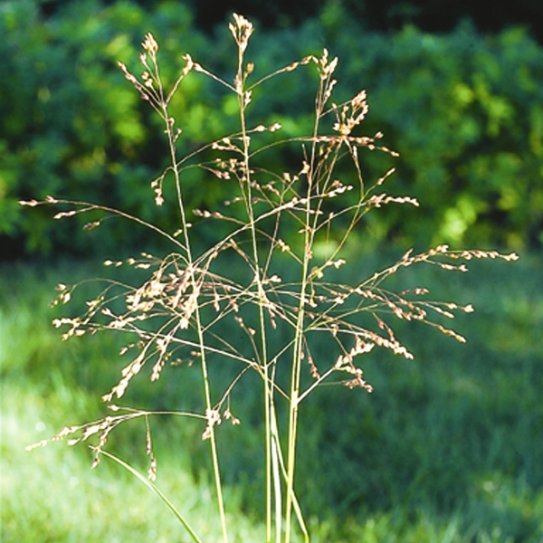 <p>Switchgrass</p>