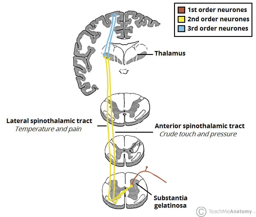 <p><u>Lateral Spino</u>thalamic Tract <span data-name="downcast_face" data-type="emoji">😓</span> <span data-name="hot" data-type="emoji">🥵</span></p>