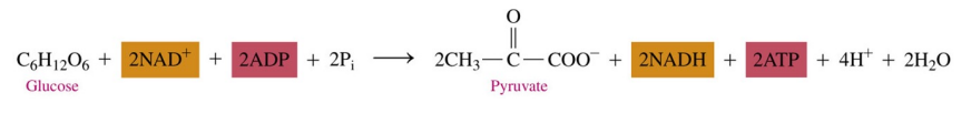 <ul><li><p>two ATP add phosphate to glucose and fructose-1,6- bisphosphate</p></li><li><p>four ATPs are produced during phosphate transfers</p></li><li><p>there is a net gain of two ATP and two NADH when glucose is converted to two pyruvate</p></li></ul><p></p>