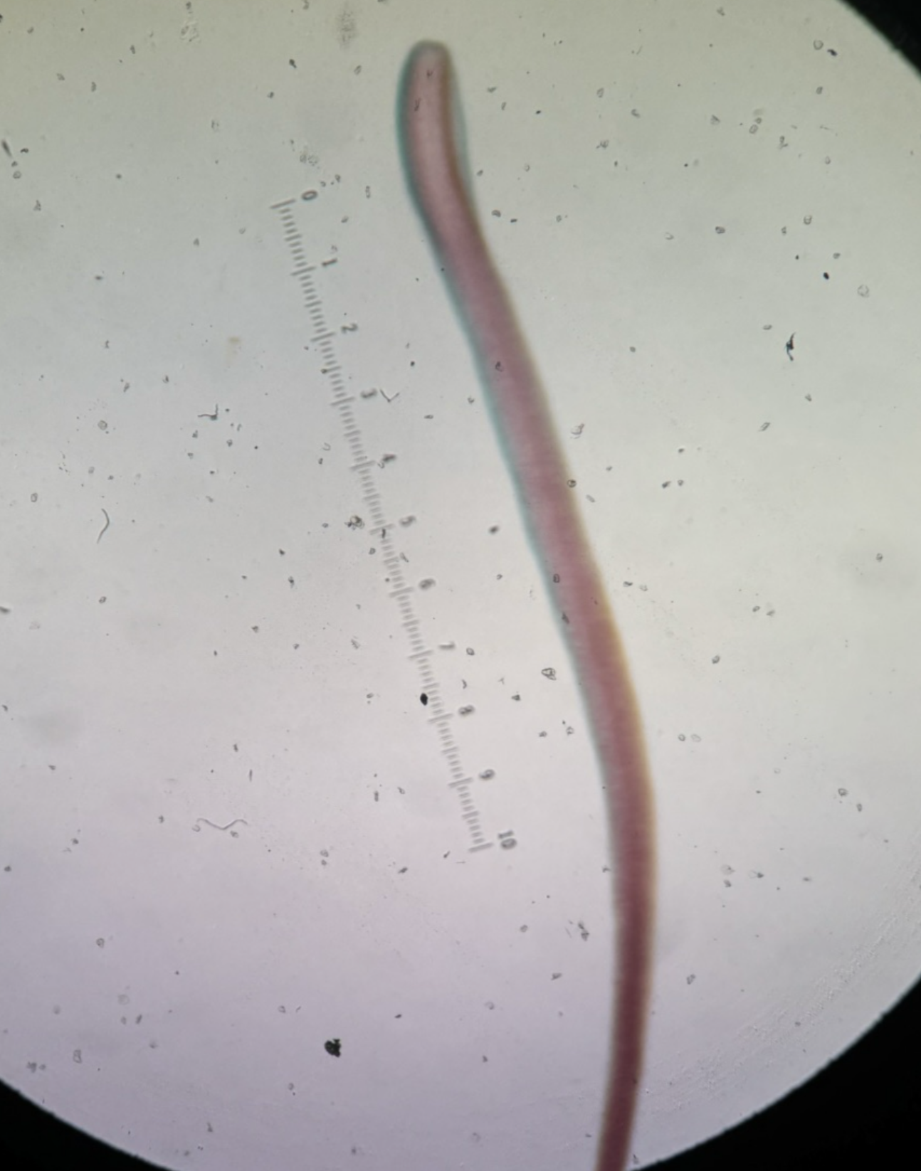 <p>Kingdom?</p><p class="p1">Phylum?</p><p class="p1">Class?</p><p class="p1">Subclass?</p><p class="p1">Order?</p><p class="p1">Family?</p><p class="p1">Species</p>