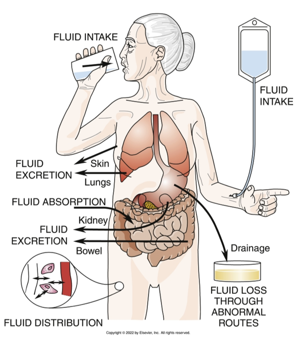 <p>Fluid Intake</p><p>Fluid Absorption</p><p>Fluid Distribution</p><p>Fluid Excretion</p><p></p>