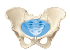<p>holds urinary organs/reproductive organs</p>