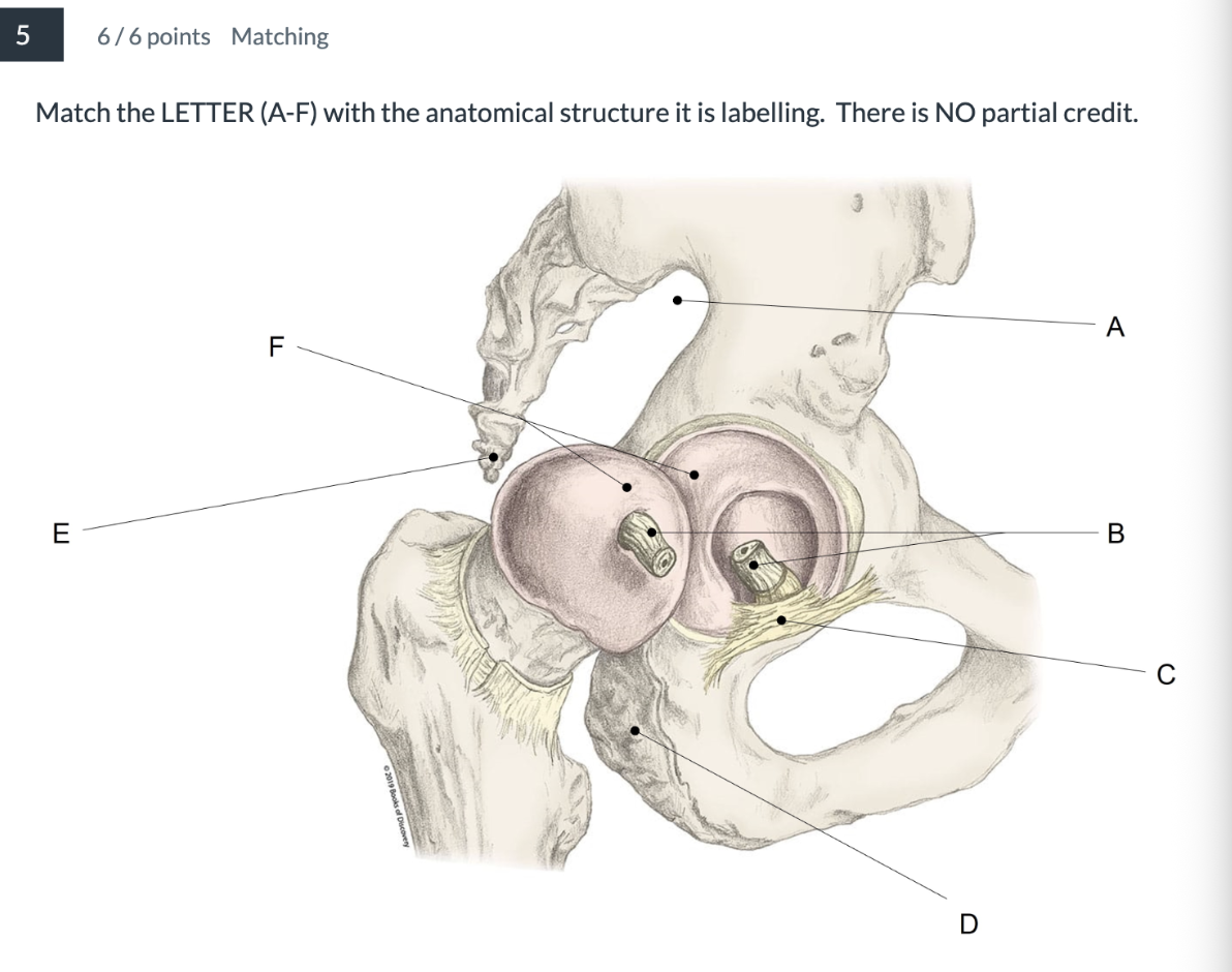 <p><span>Match the LETTER (A-F) with the anatomical structure it is labelling. &nbsp;There is NO partial credit.</span></p>