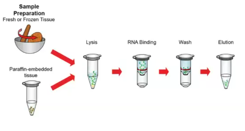<p>There is potential for sampling bias in data collection. The following points are important to think about.</p><p>Sequencing platforms – error rate, biases, read length, noise </p><p>• Coverage/depth </p><p>• Sample collection and preservation - contamination can overwhelm the real signal</p><p>DNA/RNA extraction methods </p><ul><li><p>Nucleic acid extraction from all cell types to avoid bias </p></li><li><p>Should be effective for diverse microbial taxa </p></li><li><p>Very small quantities are usually sufficient for sequencing </p></li></ul><p>• Enrichment or depletion steps can affect microbes.</p><p>• One sample is only representative of a single time point</p>