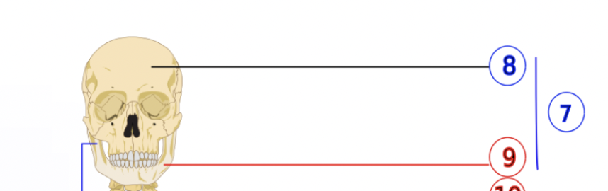 <p>9</p>