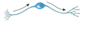 <p><span style="font-size: calc(var(--scale-factor)*18.05px);"><span>there is one </span></span><span style="font-size: calc(var(--scale-factor)*18.02px);"><span>dendrite and one axon that extend from the cell body. These are the most rare</span></span><br><span style="font-size: calc(var(--scale-factor)*18.02px);"><span>type of neuron</span></span></p>