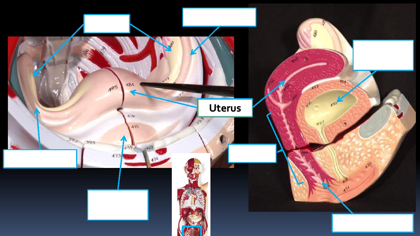 <p>Structure: Uterus</p><p>System: Female reproductive</p><p>Function: Incubation and development of the embryo/fetus.</p>