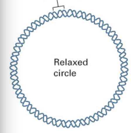 <p>typical DNA structure with 10 base pairs per complete turn</p>