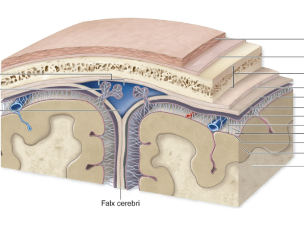 <p>Identify the subdural space</p>
