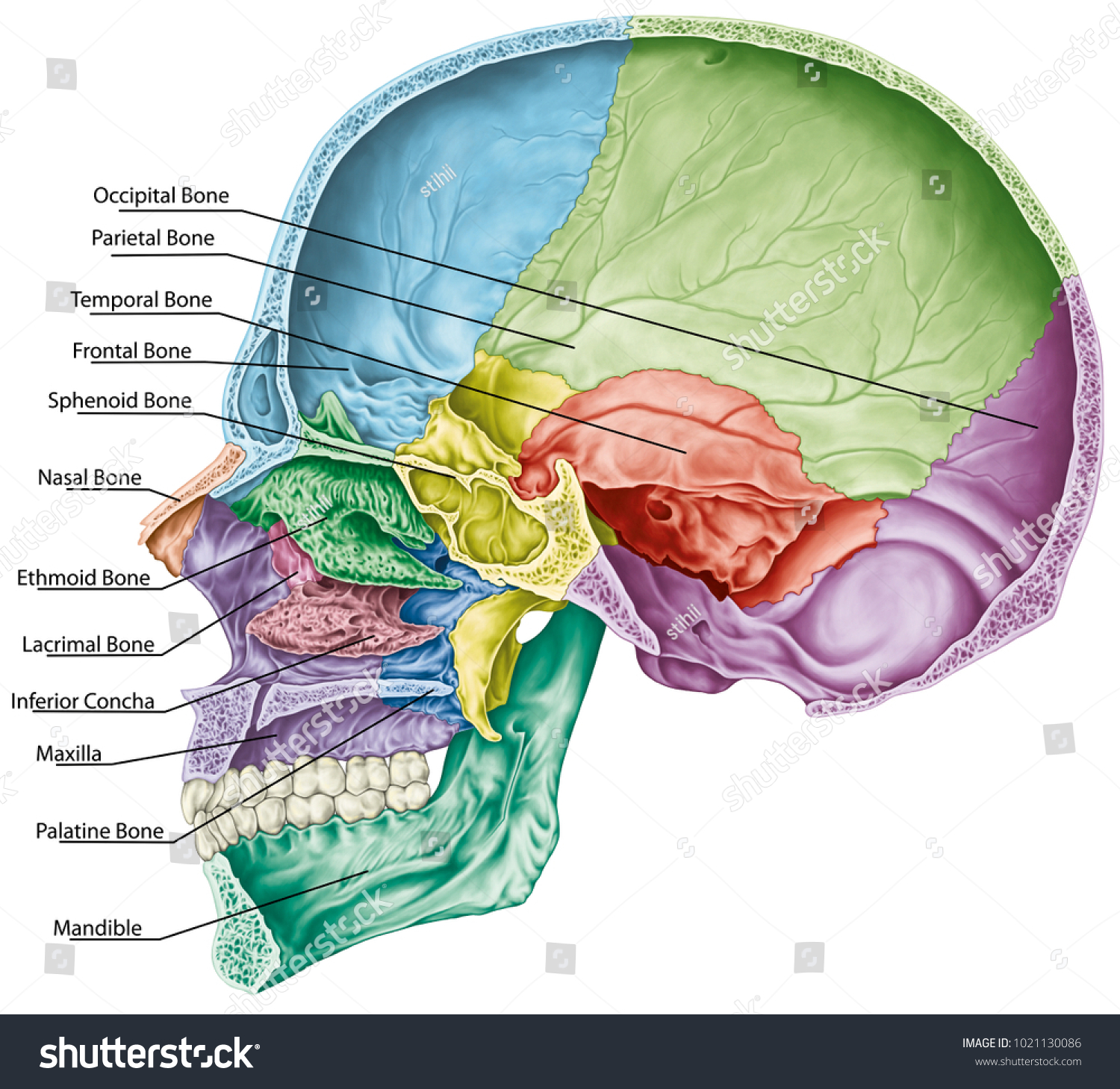 <p>(dorsal) holds brain</p>