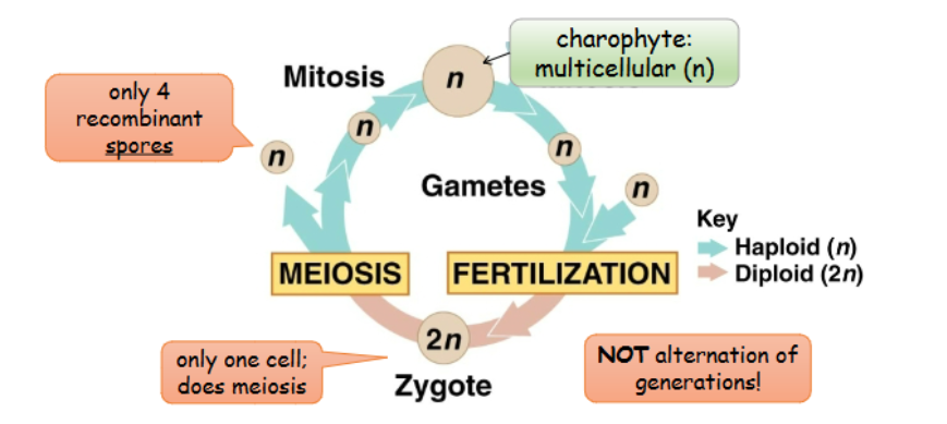 <p>-only multicellular is haploid</p><p>-zygote does meiosis to produce only 4 diverse offspring </p><p>-NOT alt. of generations </p><p>-only one cell does meiosis </p><p>-only 4 recombinant spores </p>