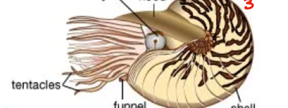 <p>What animal phylum does the following belong to? Include the type of body symmetry and</p><p>the number of tissues layers exhibited</p>