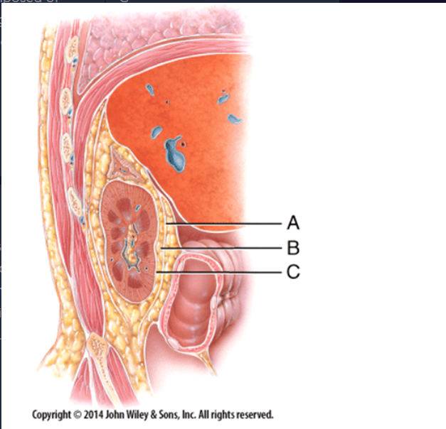 <p>This layer's main function is to protect the kidney from trauma and hold it in place within the abdominal cavity.</p><p>a) A </p><p>b) B </p><p>c) C</p>