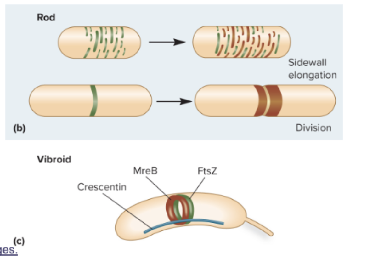 <p>Rod</p><ul><li><p><strong>Elongasome</strong> (rod complex)</p><ul><li><p>MreB is scaffold, by creating filaments along cytoplasmic face of plasma membrane.</p></li><li><p>Growth occurs in numerous bands around cell, not at the poles.</p></li></ul></li></ul><p></p><p>Curved</p><ul><li><p>Crescentin localizes to one side of the cell, resulting in asymmetric cell wall and vibroid shape</p></li></ul><p></p>