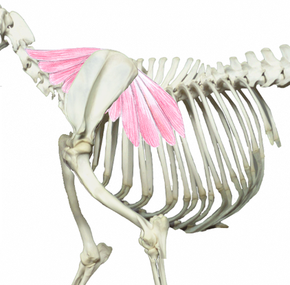 <p>What muscle is this?</p><p>What muscle group is it in?</p>