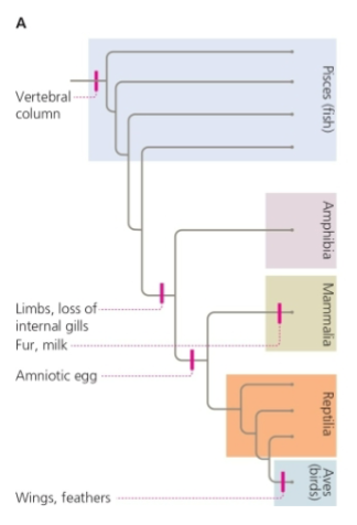 <p>Which group is NOT monophyletic? </p>