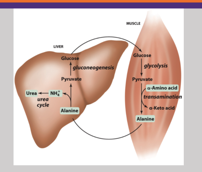 <p>Glucose in muscle cell broken down into pyruvate. Then an amino acid comes in to add on a nitrogen and creates alanine. Alanine is released to the blood and taken up by the liver. Here the nitrogen group is stripped off to undergo the urea cycle, and the re-generated pyruvate gets converted back into glucose to be put back in the blood and repeat the cycle </p>