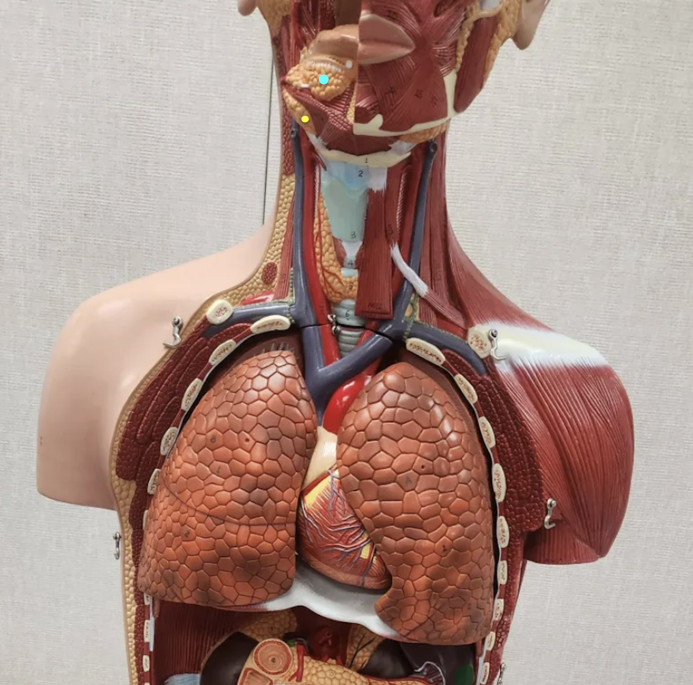 <p><span data-name="blue_circle" data-type="emoji">🔵</span></p><p><span data-name="yellow_circle" data-type="emoji">🟡</span></p>