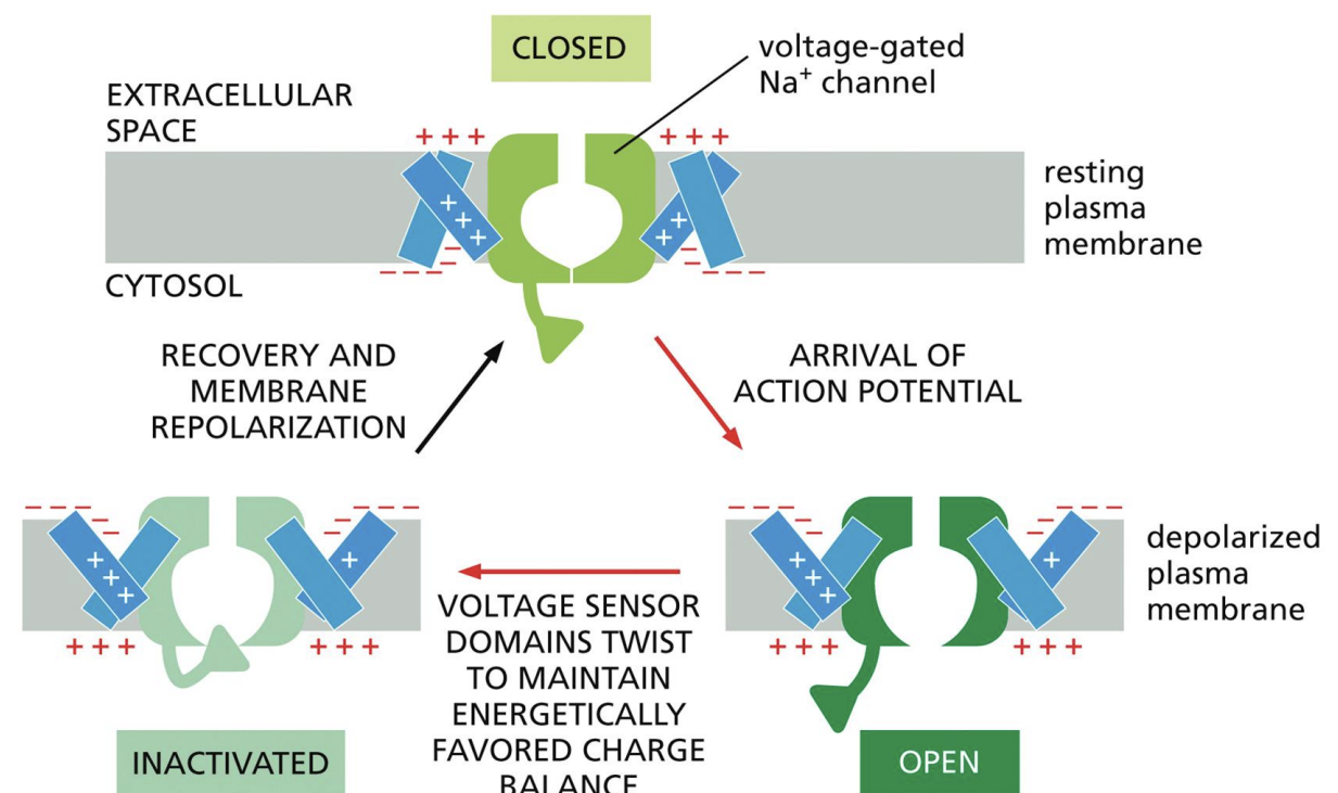 <p>Carried by voltage-gated channels</p><p>1: Cytosol starts off negatively charged</p><p>2: Change in charge balance opens gate, allowing potassium out</p><p>3: Extremity of voltage sensor is bent to block gate, closing it</p><p>4: Gate eventually reverts back to original state<br>This process repeats within a tube structure</p>