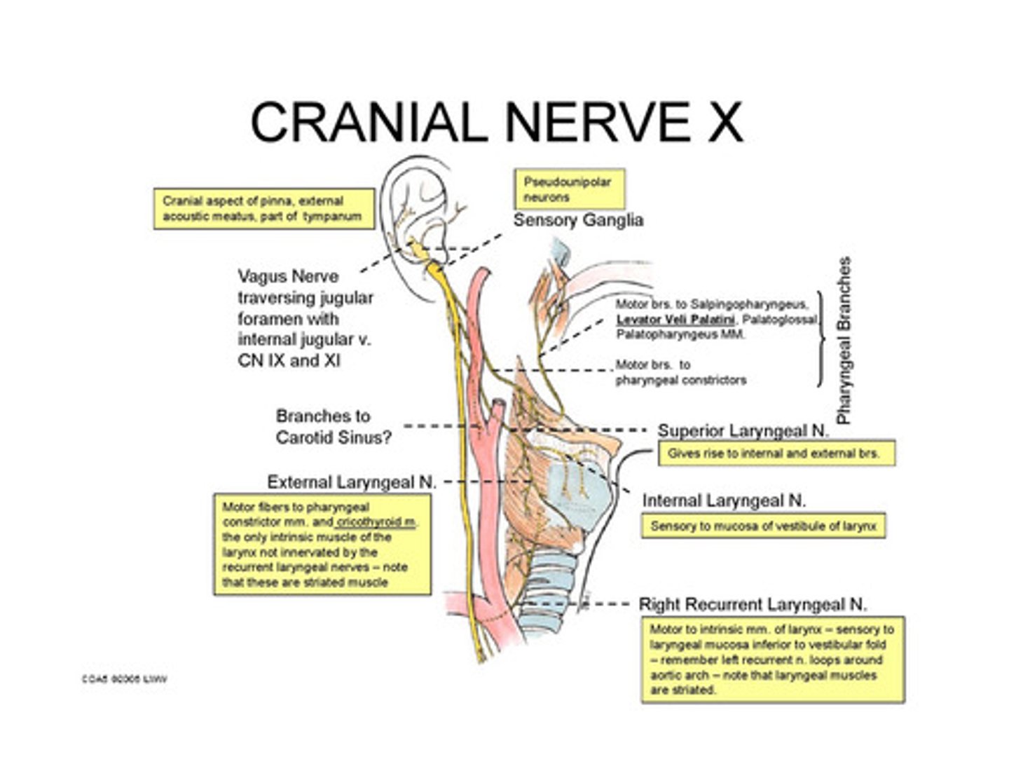<p>Organs, parasympathetic</p>