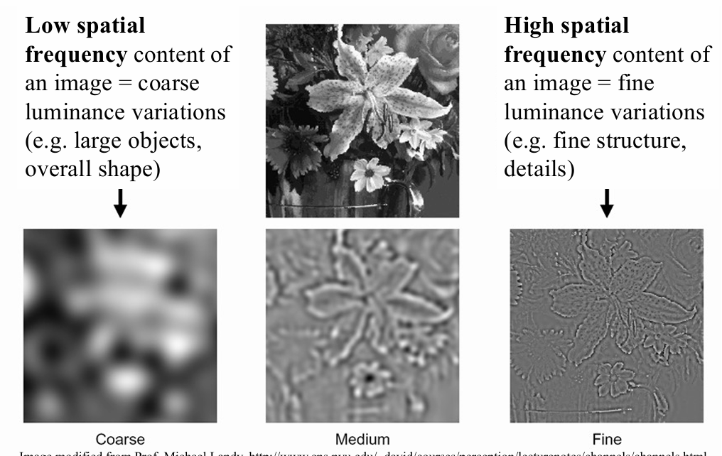 <p>low to high spatial frequency </p>