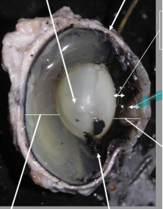 <p>What is the arrow pointing at?</p>