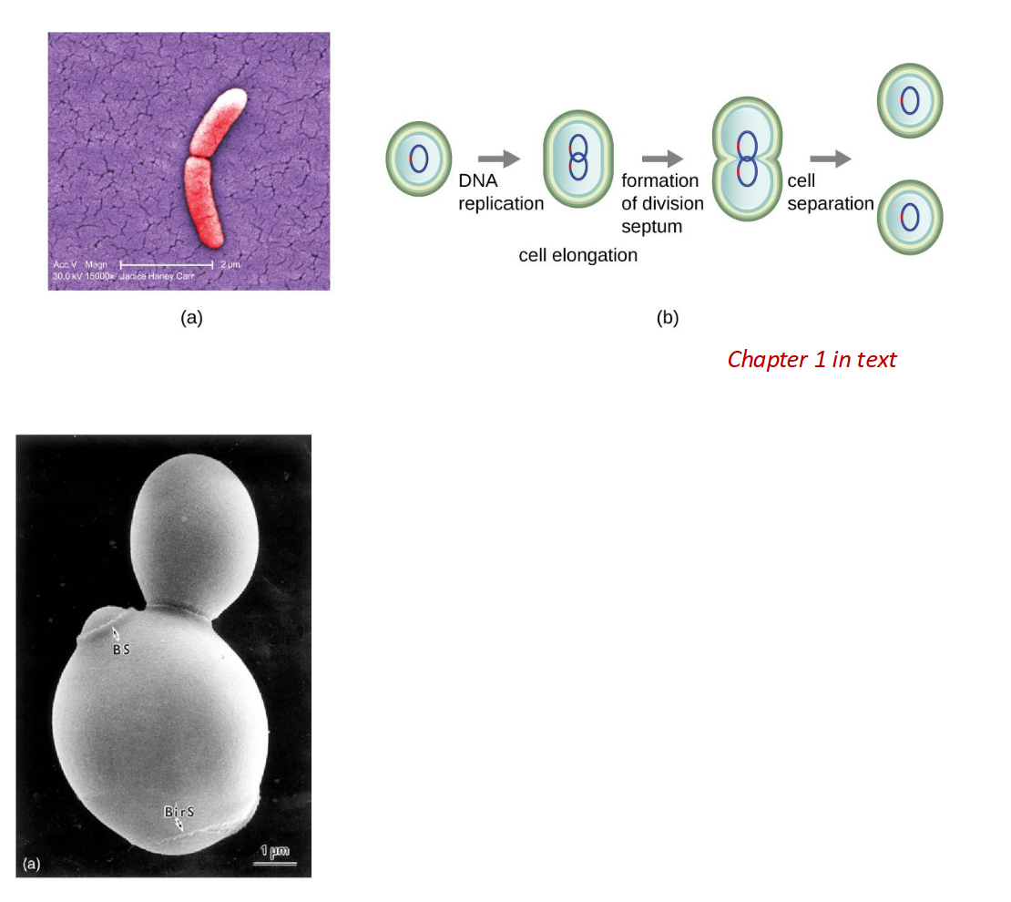 <ul><li><p>Binary fission is asexual reproduction in which a bacterial cell <span>increases in size/cell volume and biomass then splits into</span> two equal daughter cells. </p></li><li><p><span>Population doubles at each division (generation time)</span></p></li><li><p>Stages: </p><ul><li><p> Cell growth </p></li><li><p>DNA replication </p></li><li><p>Formation of division septum </p></li><li><p>Cell separation </p></li></ul></li><li><p>Some bacteria and yeasts reproduce through asymmetrical budding instead.</p></li></ul><p></p>