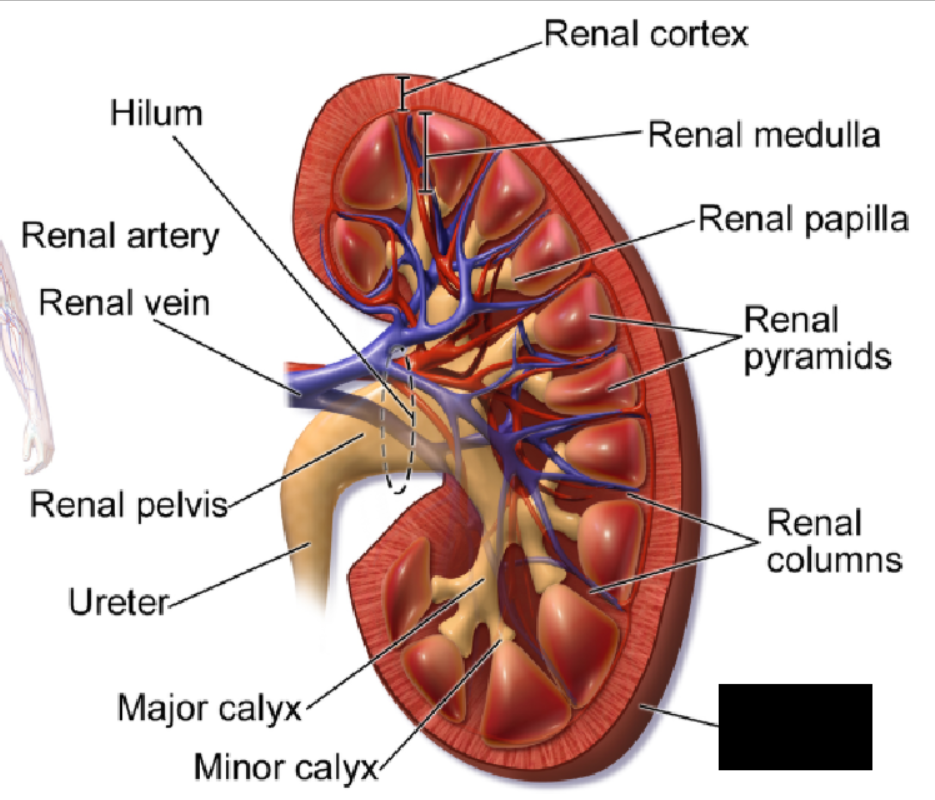 <p><span style="background-color: transparent;">The outer layer of the kidneys consists of a layer of fibrous connective tissue called the ____ ________</span></p>