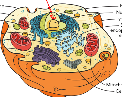 <p>What part of the cell is this?</p>