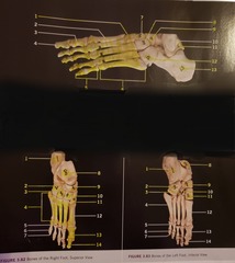 <p>articulated</p>