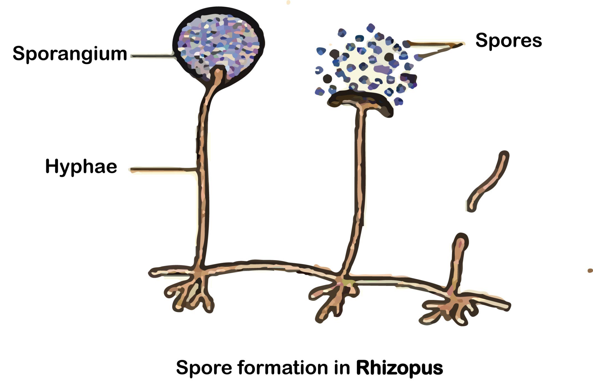 <p>Rhizopus. One continuous cytoplasmic mass, not separated cells</p>